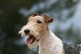 FOX TERRIER 656